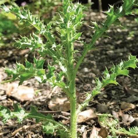 Washington State Noxious Weed Control Board