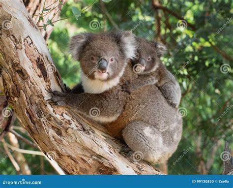 Koala Baby on Mother`s Back Stock Photo - Image of newborn, grey: 99130850