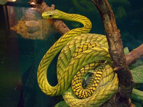 Western Green Mamba Facts and Pictures