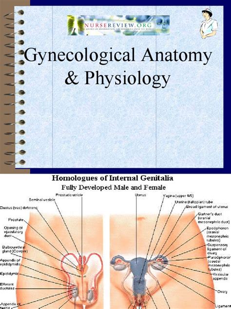 Gynecological Anatomy & Physiology | PDF | Vagina | Uterus