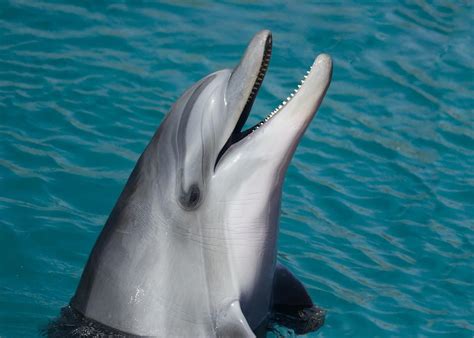 What Does Dolphin Meat Taste Like?