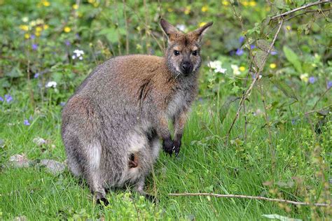 Australia Is Home to Some Seriously Strange-Looking Animals – Fodors ...