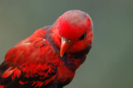 Red Parrot - Animals Photo (28140928) - Fanpop