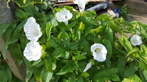 Very fast growing, invasive vine with white trumpet shaped flowers. It ...