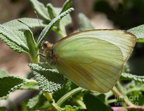 Sulphur Butterfly Photograph by Carol Komassa | Fine Art America