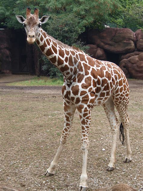 Baby Reticulated Giraffe | 2 month old Reticulated giraffe a… | Flickr