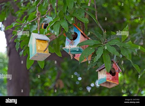 Bird houses hanging from the branch of a tree Stock Photo - Alamy