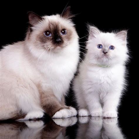 Furkidz Birman Breeders of Beautiful Blue Eyed Cats and Kittens | Cat with blue eyes, Cats ...