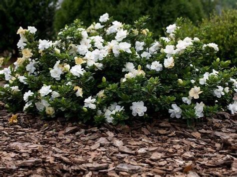 Gardenia Radicans – Maryflower