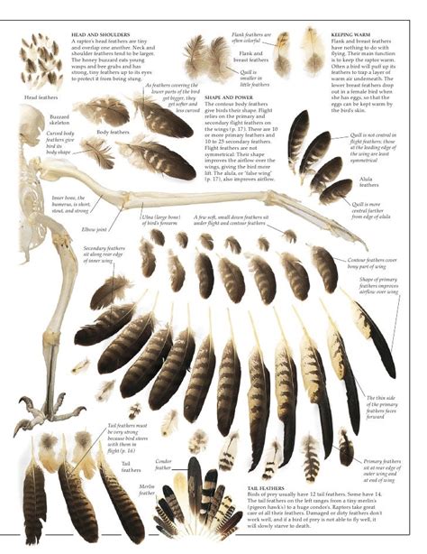 Bird anatomy, Owl feather, Feather identification