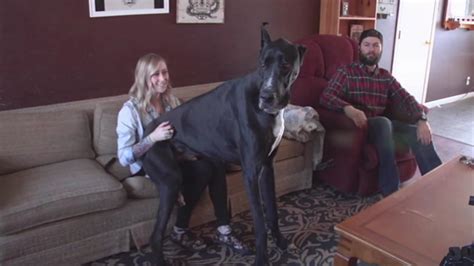 Couple's Great Dane in Nevada may be tallest living dog - ABC11 Raleigh ...