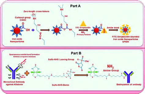 Part-A. Preparation of FITC-labeled-streptavidin-SPION. Part-B. AFB1... | Download Scientific ...