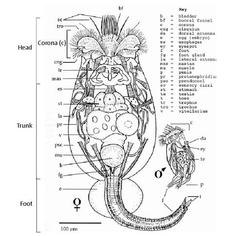 2 General anatomy of rotifers (Wallace et al., 2006). | Download Scientific Diagram
