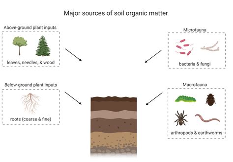 Soil Organic Matter – Digging into Canadian Soils