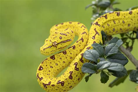 9 Gorgeous Snake Species Around the World