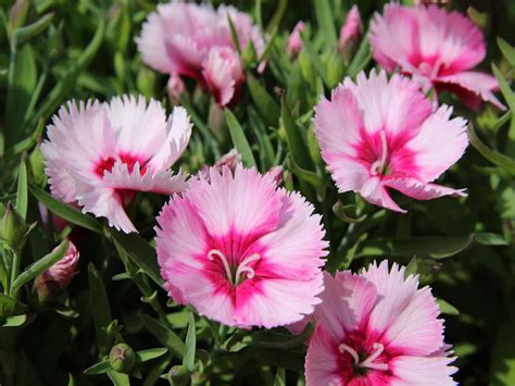 Dianthus - Schwartz Greenhouse