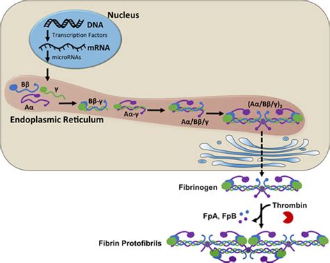 Fibrinogen synthesis and expression | Wolberg Lab