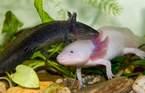 Axolotl | San Diego Zoo Animals & Plants