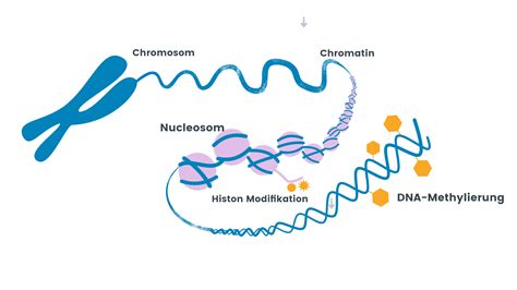 Touchpoint Epigenetics stay young - stay well - NUGENIS