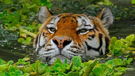 Swimming Tiger – Bing Wallpaper Download