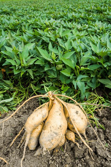 Sweet Potato Harvesting