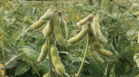 Choose these early maturing varieties for late sowing of soybean