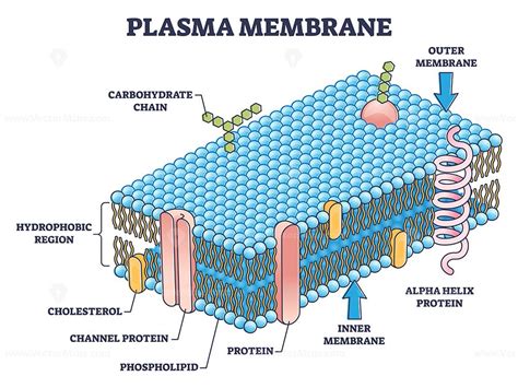 Cell membrane or cytoplasmic membrane microscopic structure outline diagram. Detailed labeled ...