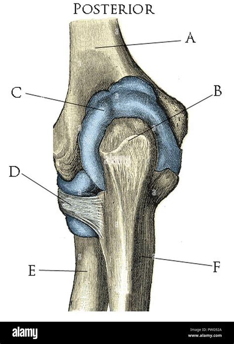 Bursa of elbow joint Stock Photo - Alamy