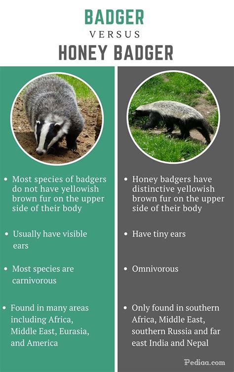 Pin by megan shaw on Hufflepuffs | Honey badger, Unusual animals ...