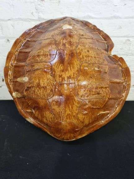 Vintage Turtle Shell - Tullochs Auctions