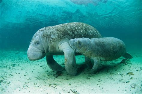 West Indian Manatee. Crystal River, Florida, USA. Photo credit: Todd Pusser / naturepl.com : pics