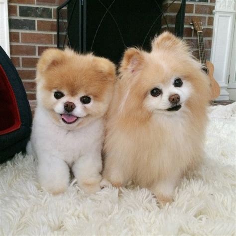 Buddy & Boo Dog (@buddyANDboo) | Twitter