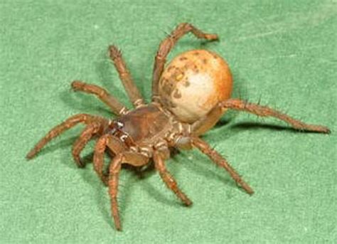 Spider Evolution - Adaptations and Ancestors | hubpages