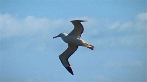 Albatross | bird | Britannica