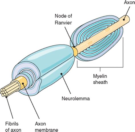 Draw A Diagram To Show The Structure Of A Neuron With Myelinated Axon ...