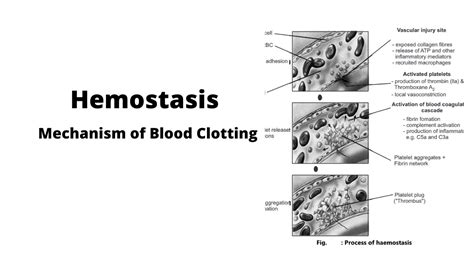 Hemostasis: Mechanism of Blood Clotting - Biology Ease