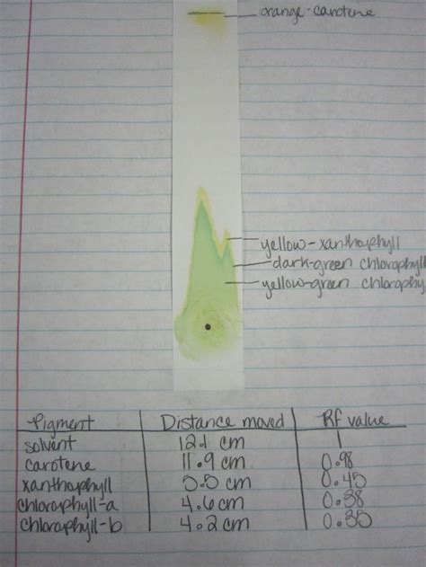 Rf Value in Chromatography - AlvintuMckay