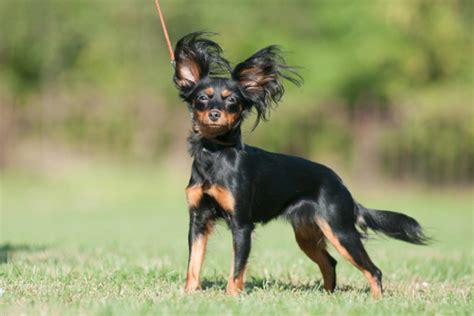 Russian Toy Terrier Dogs Breed - Information, Temperament, Size & Price ...