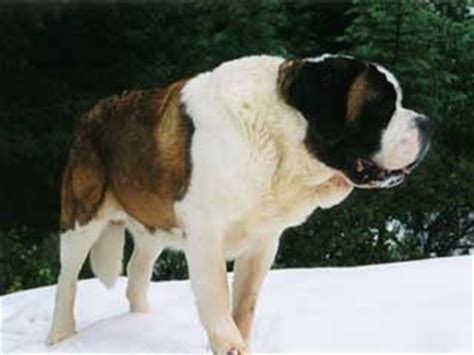 Saint Bernard Information and Facts - Dog Breeds