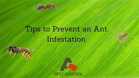 Tips to Prevent an Ant Infestation - A Plus Pest Control