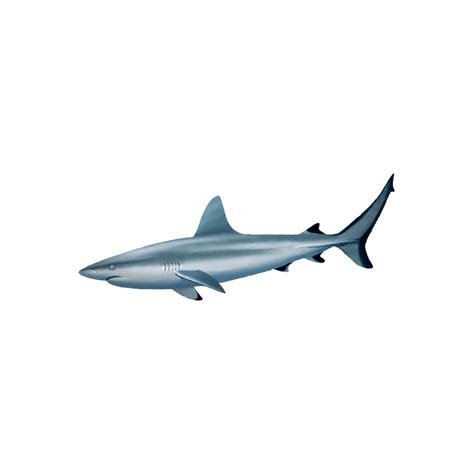 Photo Clipart, Reef Shark, Png Photo, Sharks, Hd Photos, Png Images, Photo Image, Favs, Ocean