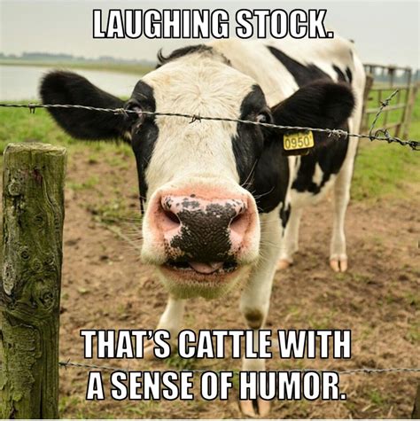 Pin by 🌼Lena Keil🌼 on Chuckles - Puns | Cows funny, Funny animal memes, Farm jokes