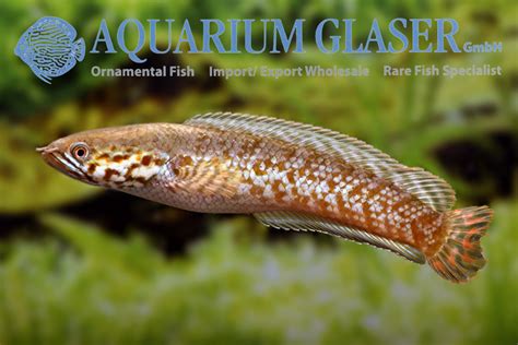 Channa bleheri - Aquarium Glaser GmbH