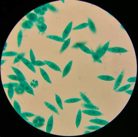 Euglena Under Microscope Labeled