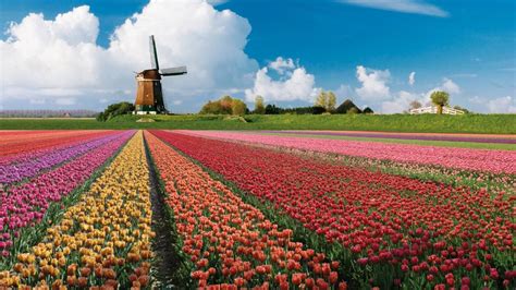 Tulpenblüte in Holland - die 100 schönsten Orte mit dem Wohnmobil