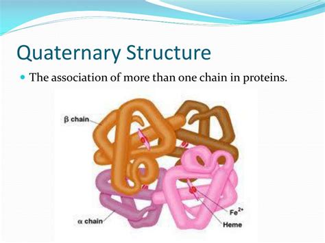 PPT - Human Biochemistry PowerPoint Presentation, free download - ID ...