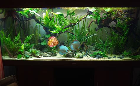 100gallon Fully Planted Low Tech Discus from Cambridge UK : ) | Discus aquarium, Aquascape ...