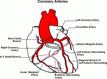 the anatomy of the heart and its major vessels, including the coronary arterys