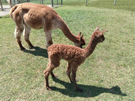 This Adorable Alpaca Farm Two Hours Outside Columbus Will Make You Feel All Warm And Fuzzy