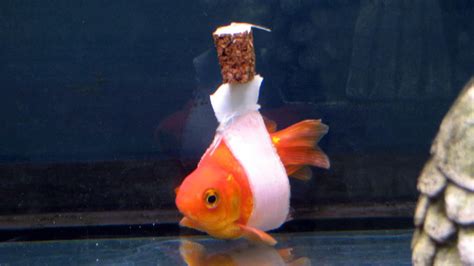 How To Fix A Goldfish | Popular Science